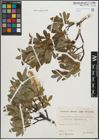 Foto von Salix hastata L.